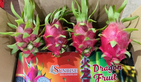 Sunrise Ins - International-Quality Dragon Fruit Supplier